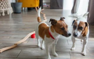 Alt Text: Two Jack Russell Terriers standing in a living room exhibiting subtle signs of body tension and posturing toward each other.