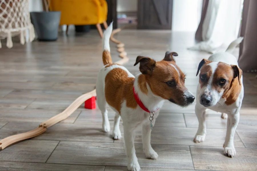 Alt Text: Two Jack Russell Terriers standing in a living room exhibiting subtle signs of body tension and posturing toward each other.
