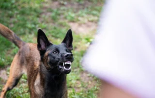 A dog snarling and showing teeth in a yard, displaying aggressive behavior toward a person