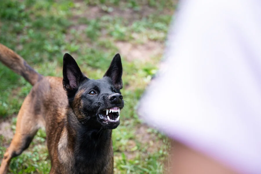A dog snarling and showing teeth in a yard, displaying aggressive behavior toward a person