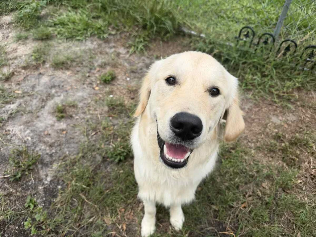 Knox the Golden Retriever happy and relaxed outdoors after completing resource guarding training at The Dog Wizard Sarasota