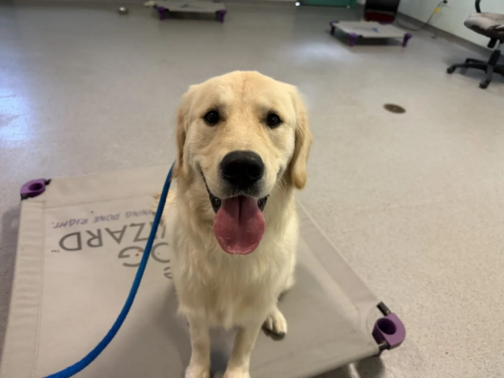 Knox, a 10-month-old Golden Retriever, sitting on a place bed during his board and train program at The Dog Wizard Sarasota