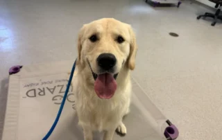 Knox, a 10-month-old Golden Retriever, sitting on a place bed during his board and train program at The Dog Wizard Sarasota