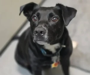 Toby, a seven-year-old Pit Bull mix, sitting calmly and looking up during training at The Dog Wizard Sarasota