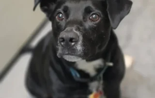 Toby, a seven-year-old Pit Bull mix, sitting calmly and looking up during training at The Dog Wizard Sarasota