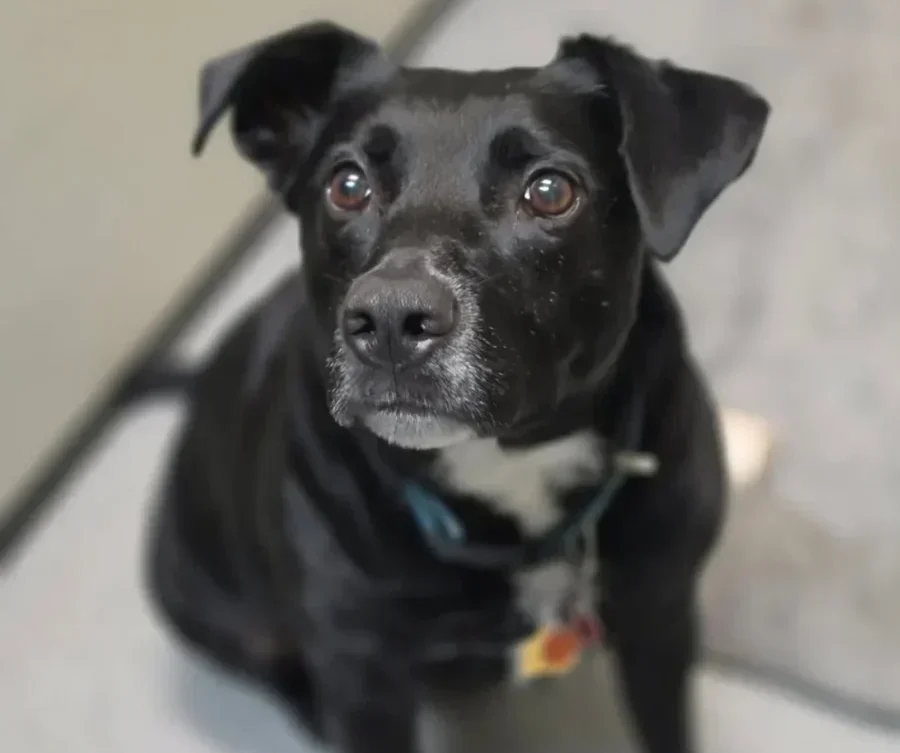 Toby, a seven-year-old Pit Bull mix, sitting calmly and looking up during training at The Dog Wizard Sarasota