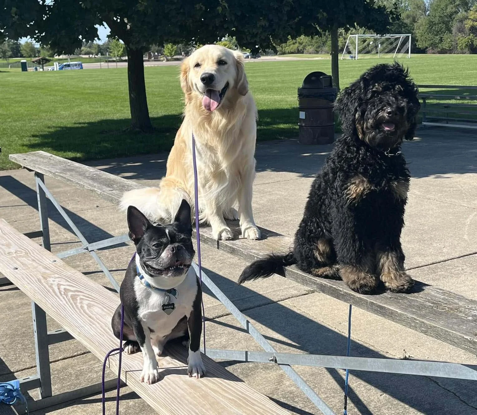 Three dogs of different breeds sitting calmly on bleachers during a Dog Wizard group training session
